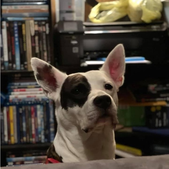 🌟🦴Sloan’s recovery donation 🦴❤️ - Picture 5 of 13